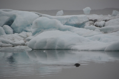 icebergs-islande (38)