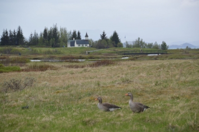 islande-golden-triangle (114)