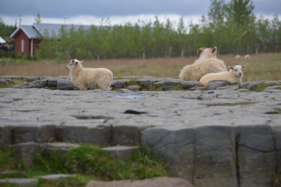 islande-roadtrip-sud (139)