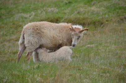 islande-roadtrip-sud (145)