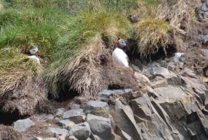 puffin-sud-11