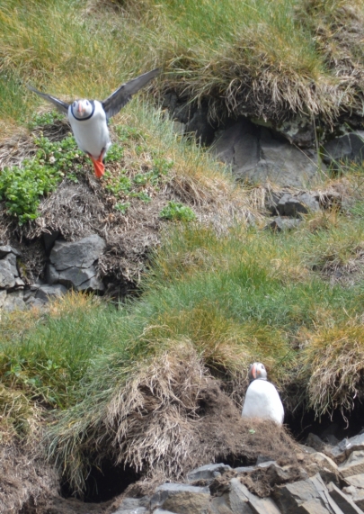 puffin-sud-12