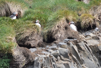 puffin-sud-13