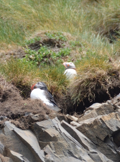 puffin-sud-16