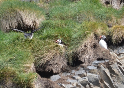 puffin-sud-9