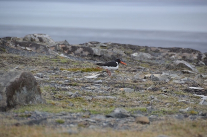 roadtrip-cote-est-islande (145)