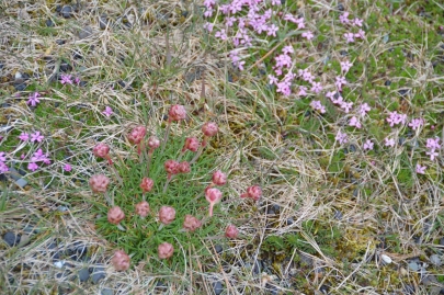 roadtrip-cote-est-islande (148)