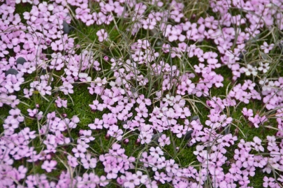 roadtrip-cote-est-islande (164)