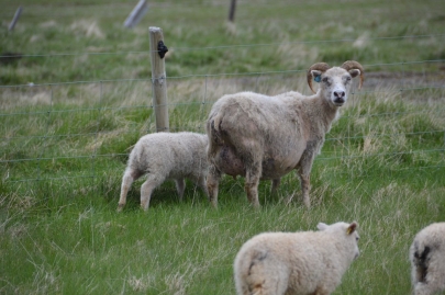 roadtrip-cote-est-islande (173)