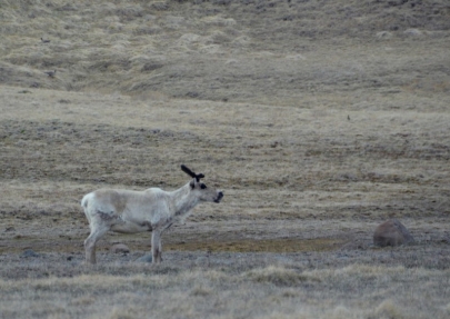 roadtrip-islande-est (49)