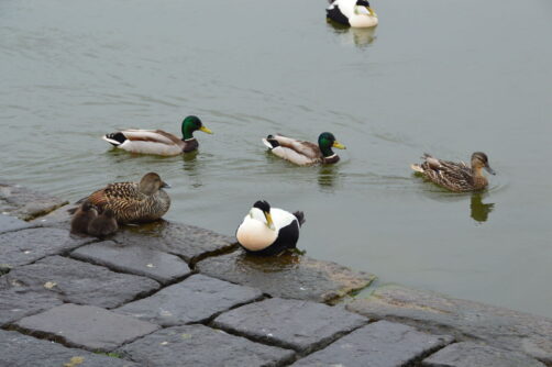 un-jour-a-reykjavik (11)