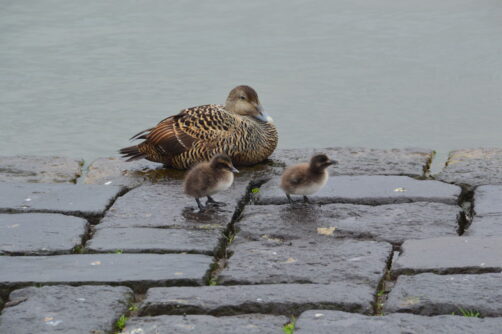 un-jour-a-reykjavik (8)