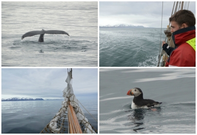 whale-watching-puffin-husavik