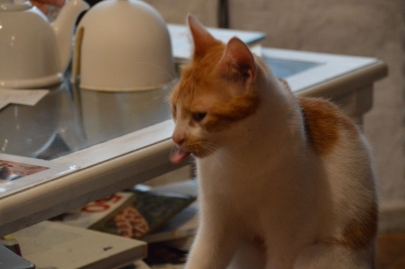 cafedeschats-paris (1)