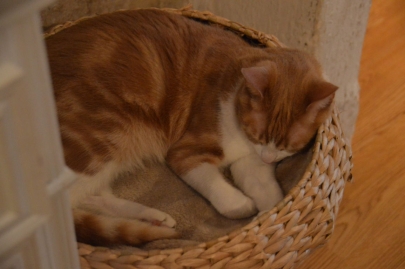 cafedeschats-paris (12)