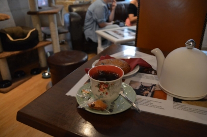 cafedeschats-paris (14)