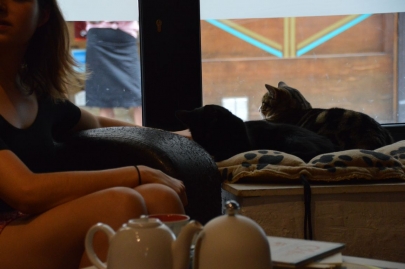 cafedeschats-paris (18)