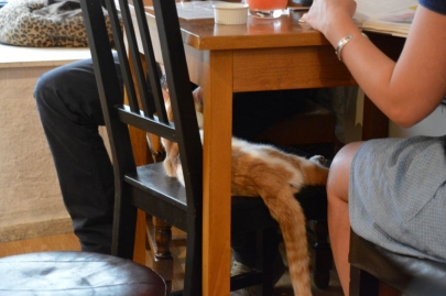 cafedeschats-paris (22)