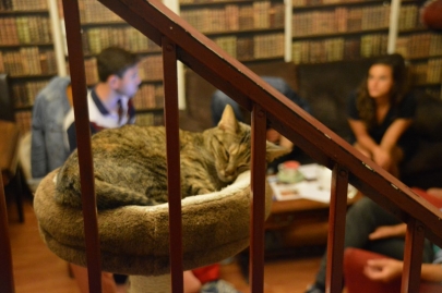 cafedeschats-paris (25)