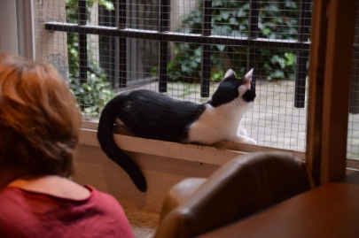 cafedeschats-paris (27)