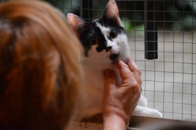 cafedeschats-paris (30)