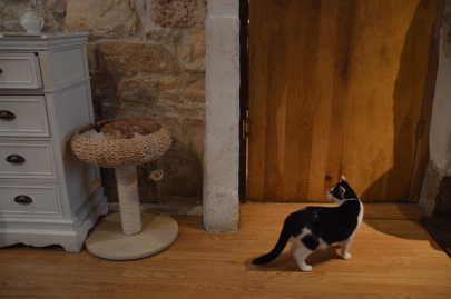 cafedeschats-paris (33)