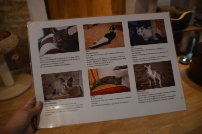 cafedeschats-paris (39)