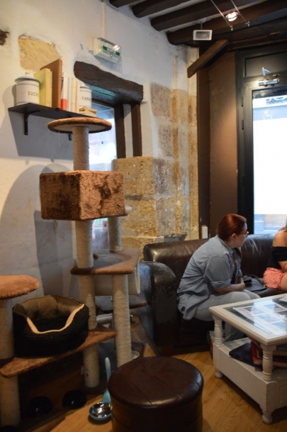 cafedeschats-paris (5)