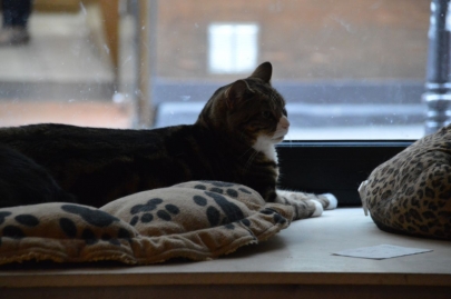 cafedeschats-paris (6)