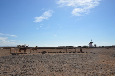 promenade-cheval-fuerteventura (1)