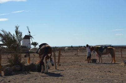 promenade-cheval-fuerteventura (15)