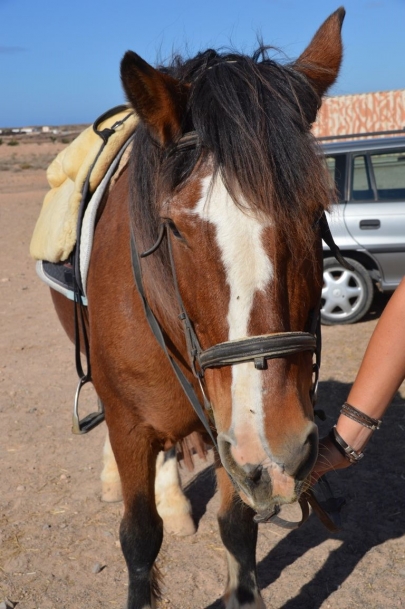 promenade-cheval-fuerteventura (18)