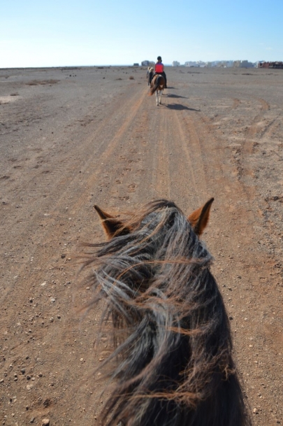 promenade-cheval-fuerteventura (19)
