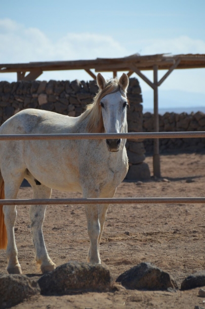 promenade-cheval-fuerteventura (7)