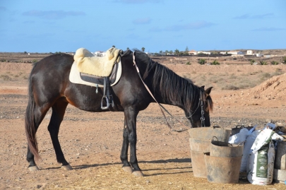 promenade-cheval-fuerteventura (74)