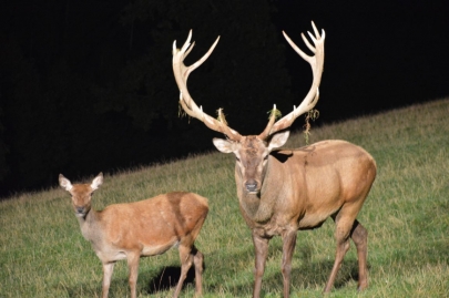 rochehaut-sur-semois (109)