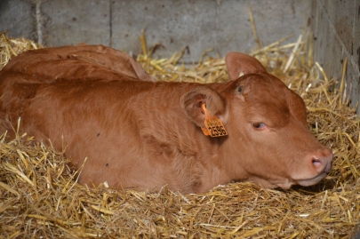 rochehaut-sur-semois (124)