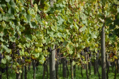 rochehaut-sur-semois (27)