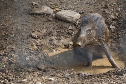 rochehaut-sur-semois (34)