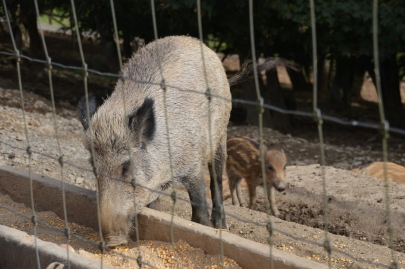 rochehaut-sur-semois (36)