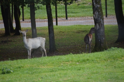 rochehaut-sur-semois (37)