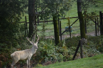rochehaut-sur-semois (39)