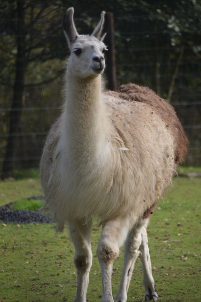 rochehaut-sur-semois (52)