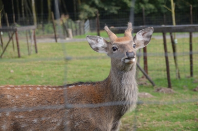 rochehaut-sur-semois (55)