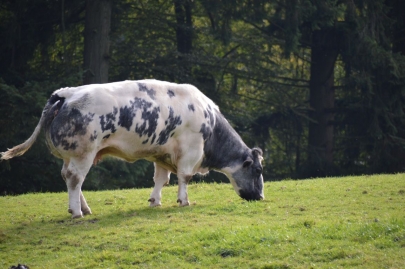 rochehaut-sur-semois (60)