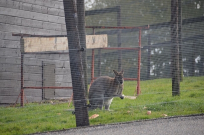 rochehaut-sur-semois (64)