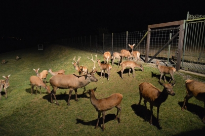 rochehaut-sur-semois (98)