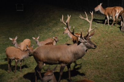 rochehaut-sur-semois (99)