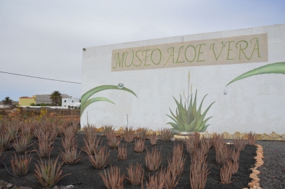 la-oliva-aloe-vera-fuerte (16)