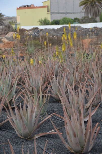 la-oliva-aloe-vera-fuerte (17)